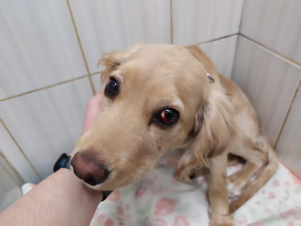 Фото: КП "Центр обращения с животными"