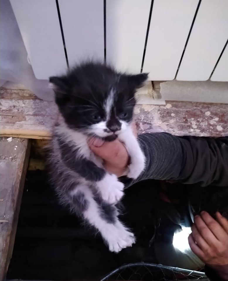 Фото: Спасение животных Харьков