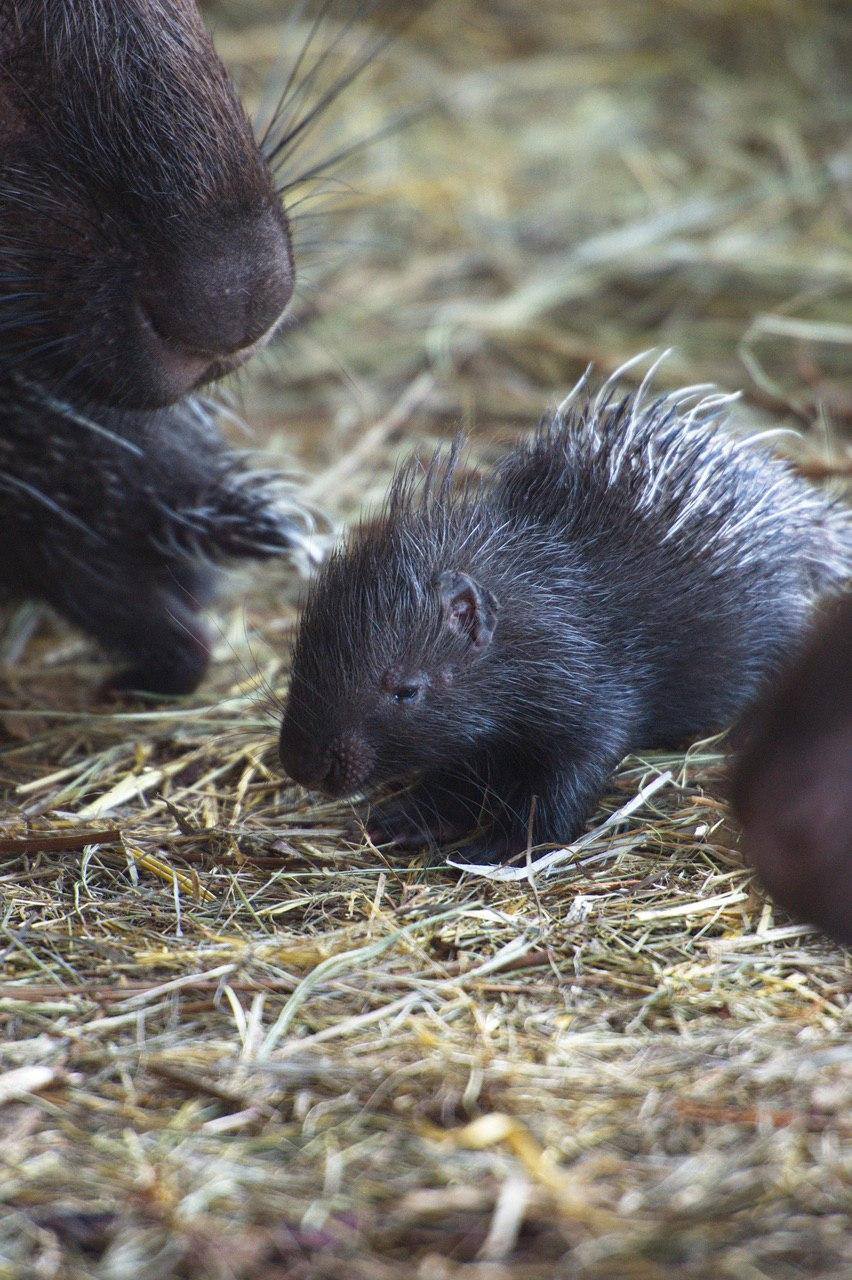 Фото: "Фельдман Экопарк"