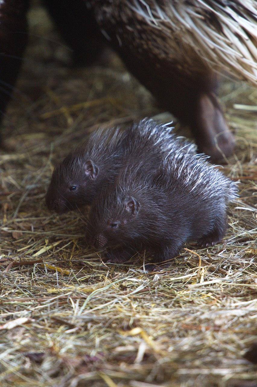 Фото: "Фельдман Экопарк"