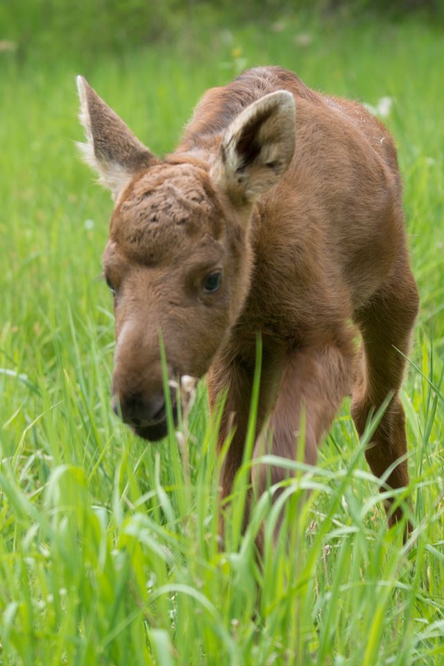 Фото: facebook.com/FeldmanEcopark 
