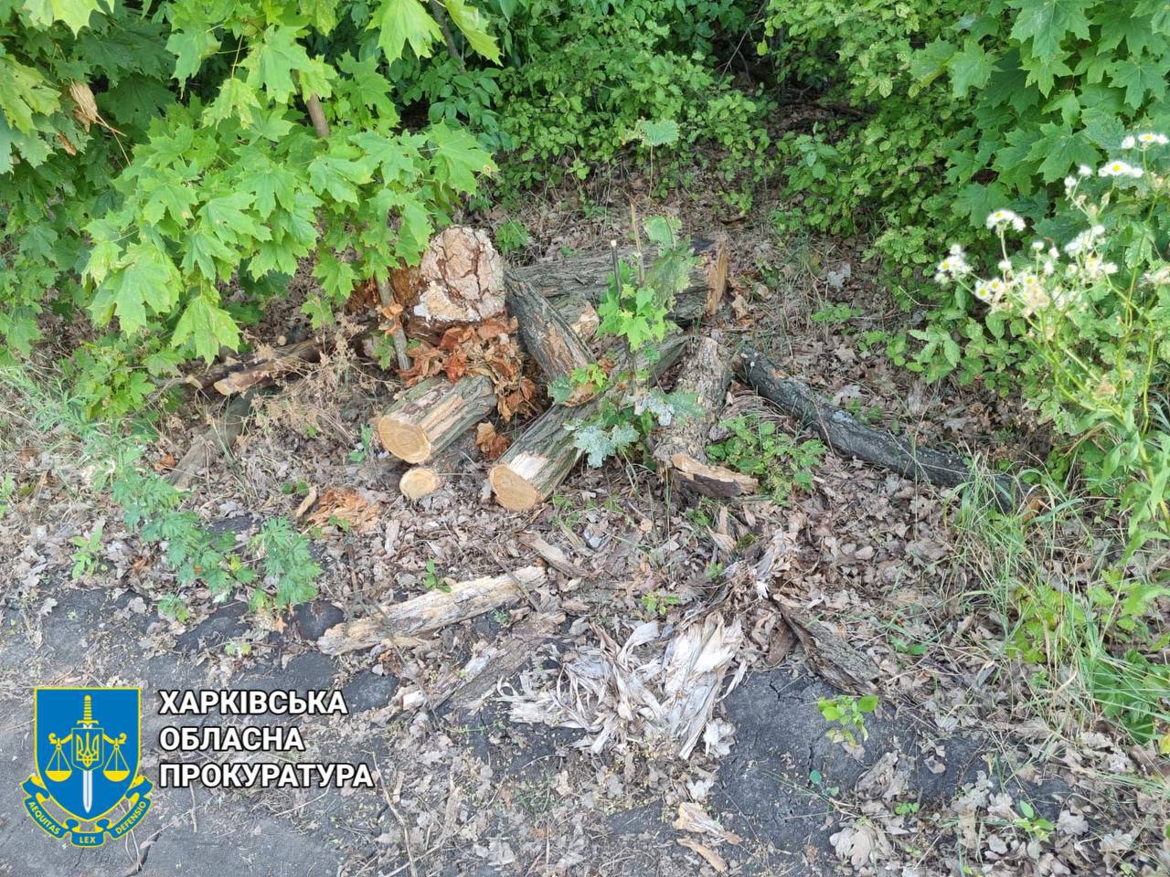 Збитки &mdash; 1,6 млн грн: на Харківщині судитимуть трьох "чорних лісорубів". Фото: Харківська облпрокуратура