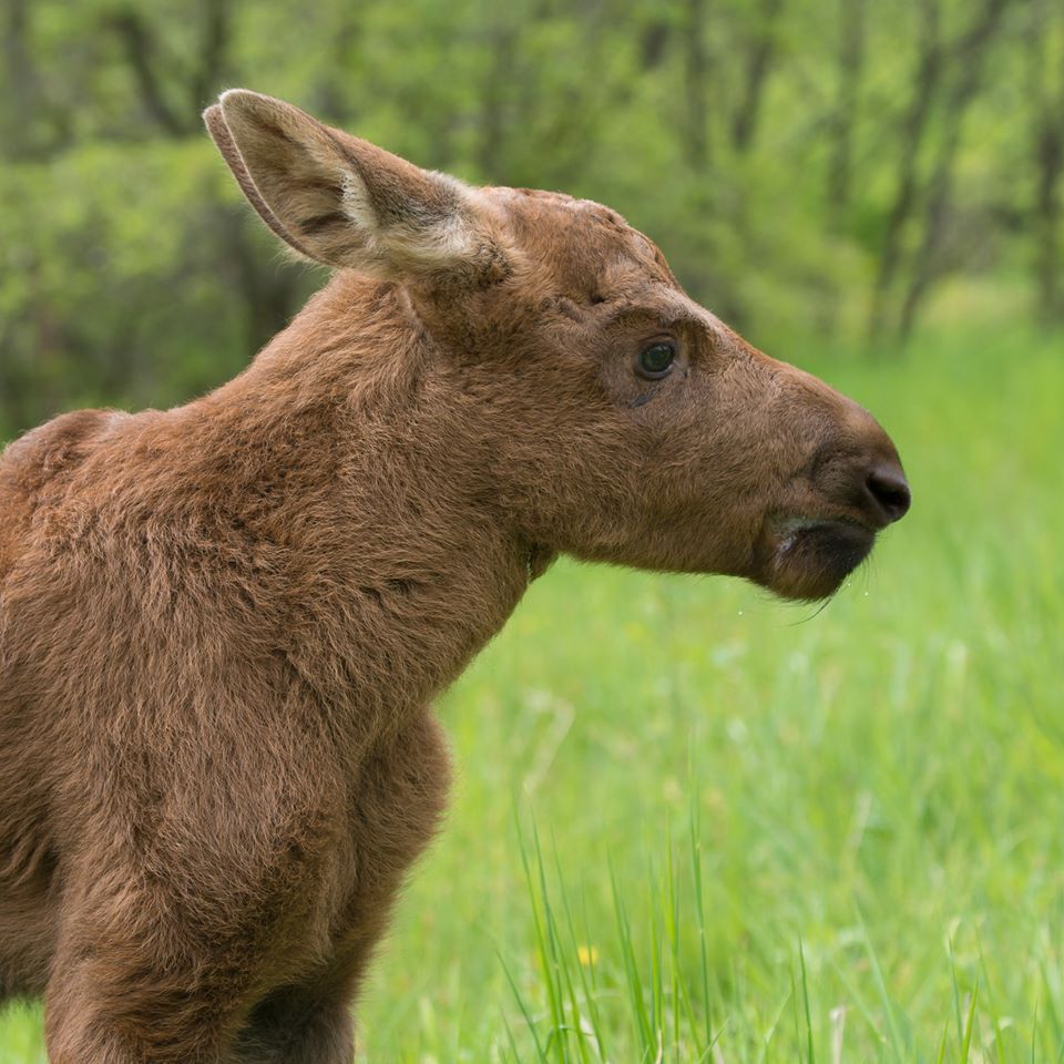 Фото: facebook.com/FeldmanEcopark 
