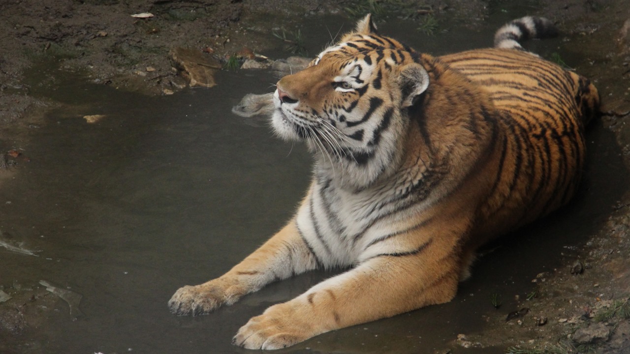 Фото: Харьковский зоопарк