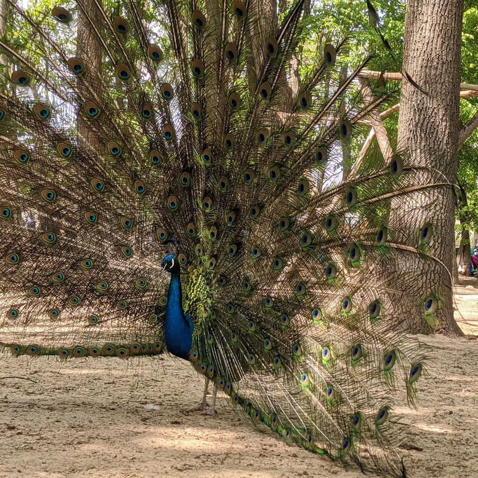 Фото: Фельдман Экопарк