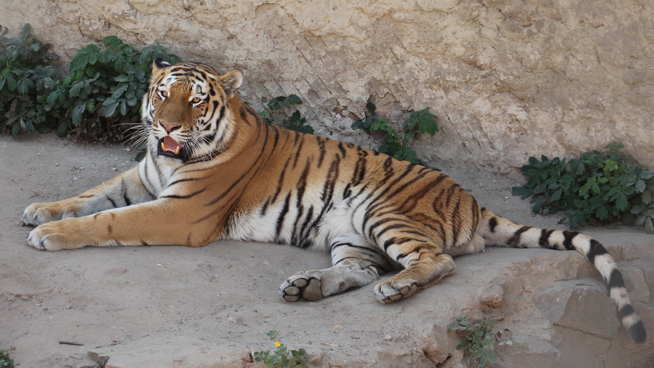 Весит в 6 раз больше: тигр из Харьковского зоопарка отметил день рождения фото 1