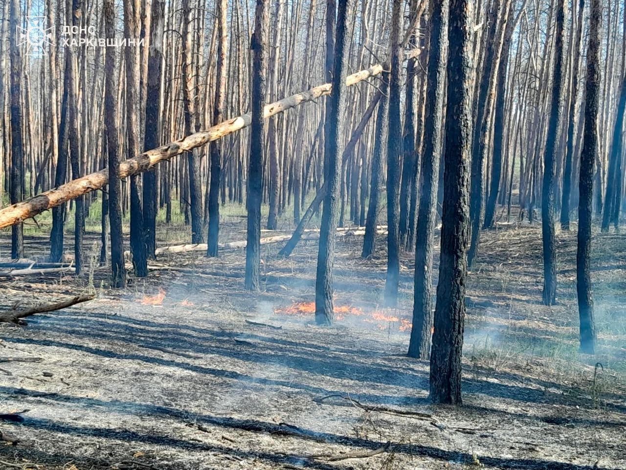 Харківщина у вогні: лісові пожежі охопили два райони області. Фото: ДСНС