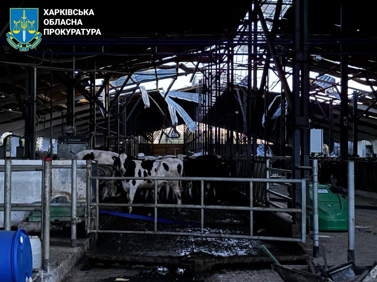 Обстріли на Харківщині: є поранений, знищено агрооб&rsquo;єкти, загинуло два десятки корів. Фото: Харківська облпрокуратура