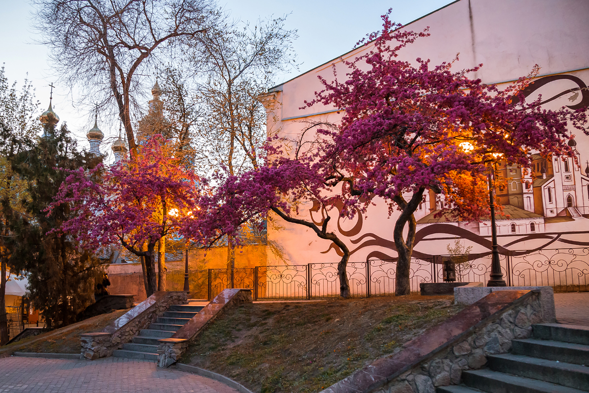 Сакура в благовещенске фото