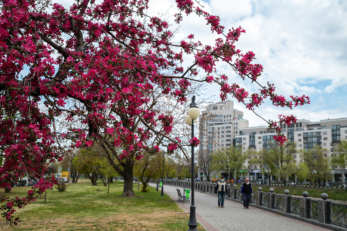 Сакуры и ликвидамбары: в саду Шевченко высадили экзотические деревья фото 2 1