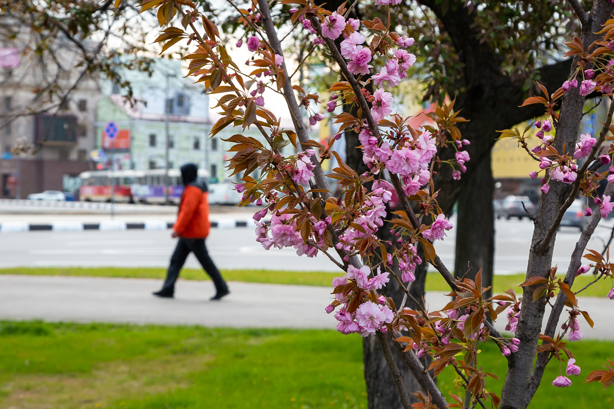 Сакуры и ликвидамбары: в саду Шевченко высадили экзотические деревья фото 3 2