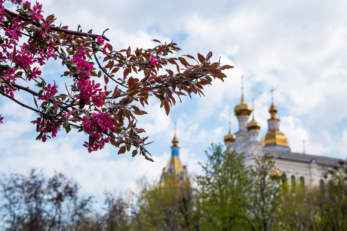 Сакуры и ликвидамбары: в саду Шевченко высадили экзотические деревья фото 4 3