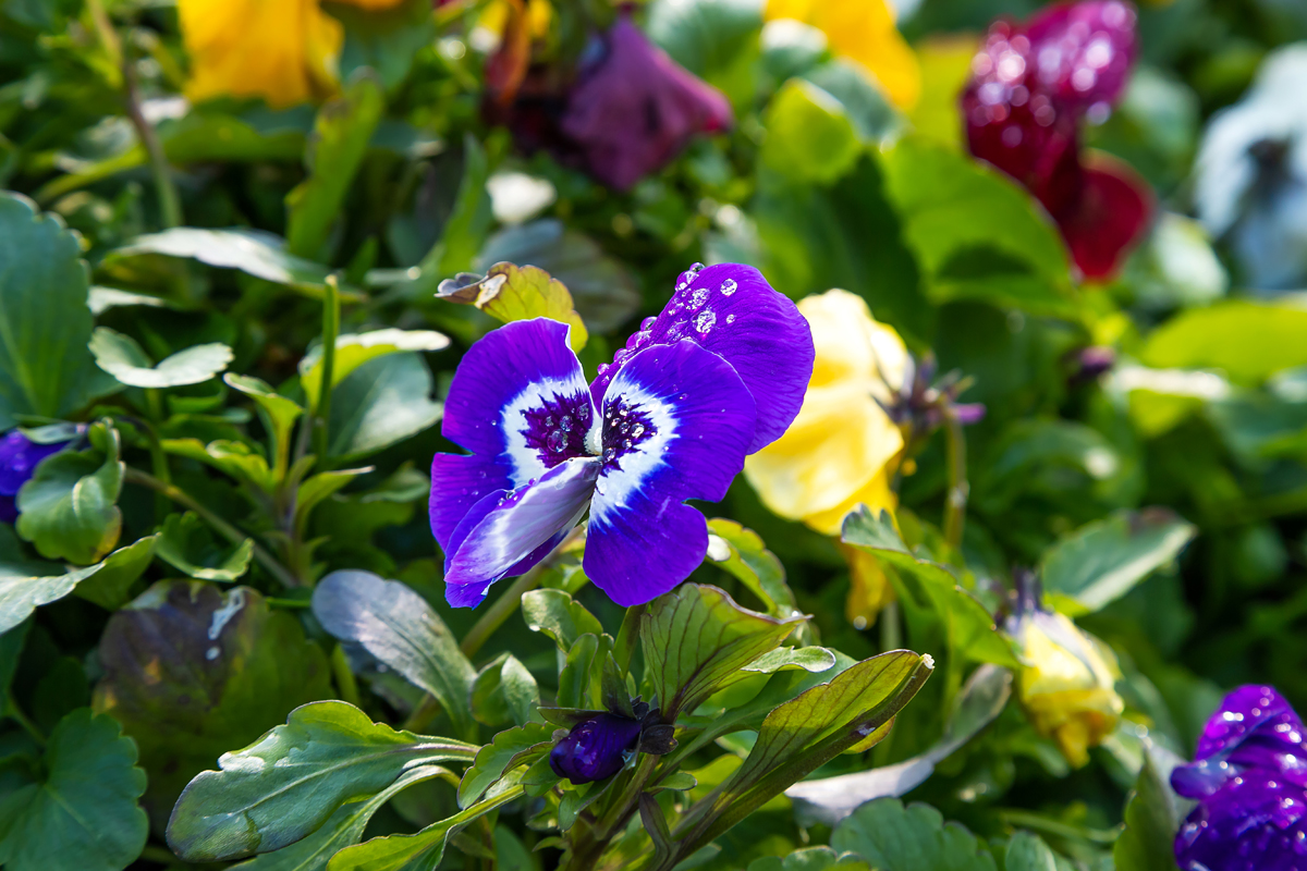Сакуры и ликвидамбары: в саду Шевченко высадили экзотические деревья фото 5 4
