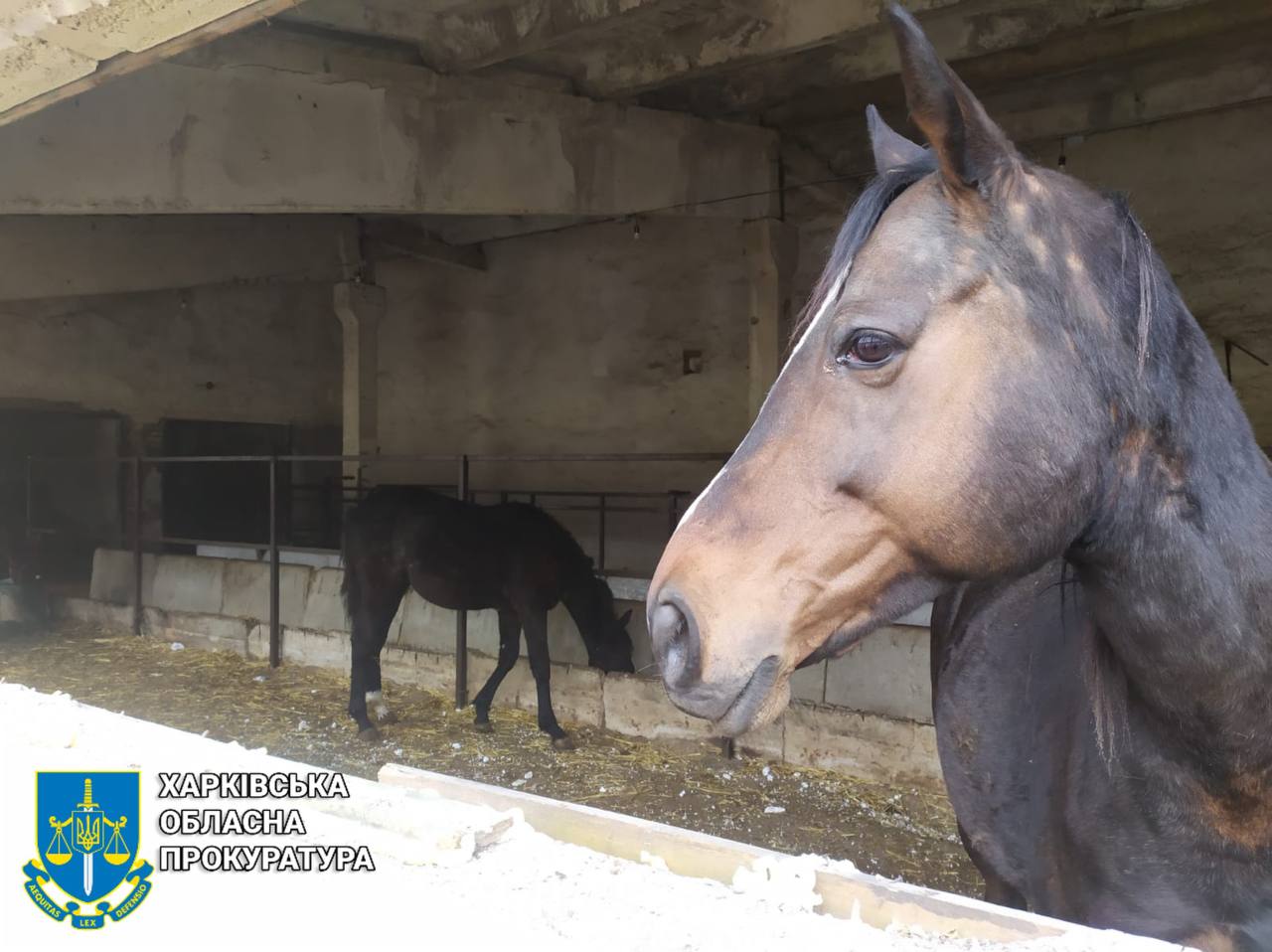 Ударный беспилотник атаковал приют для эвакуированных животных в Харьковской области. Фото: Харьковская облпрокуратура