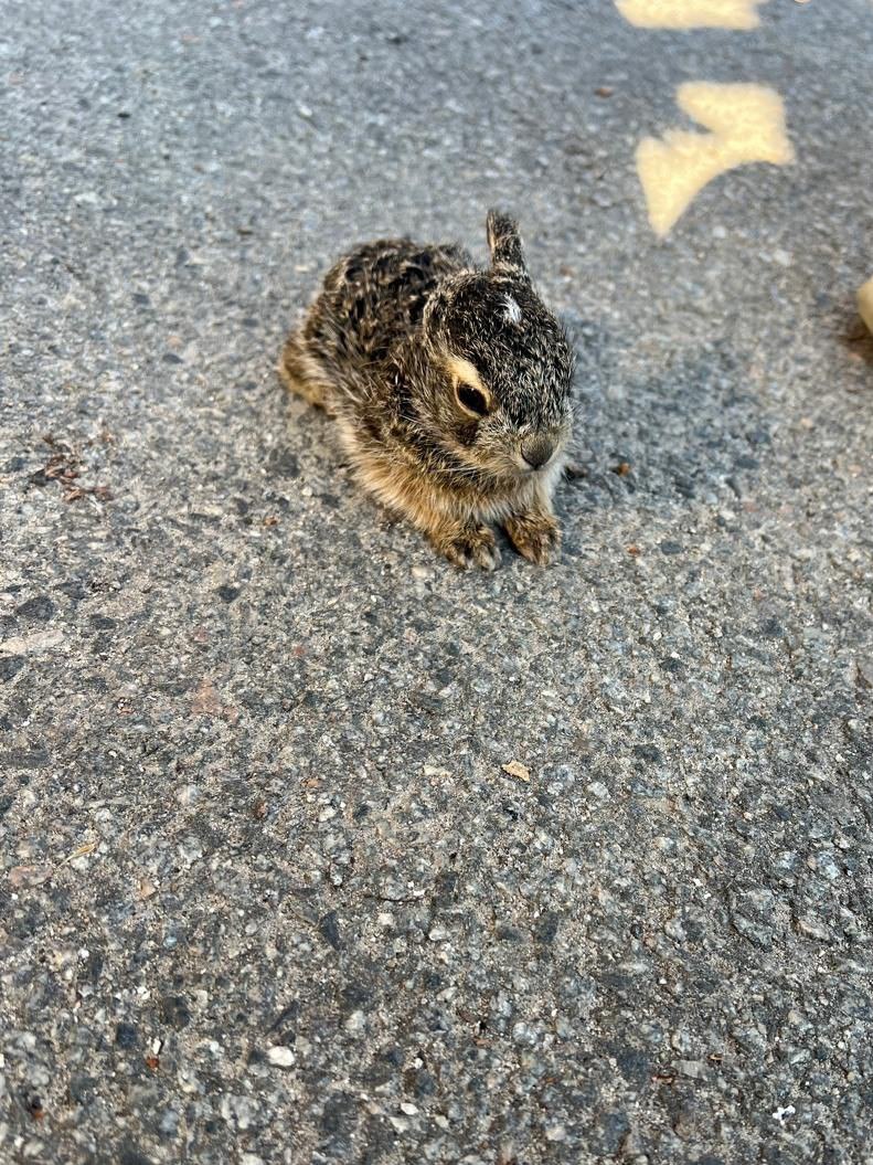 В Центральном парке спасли зайчонка от нападения сороки. Фото: Центральный парк