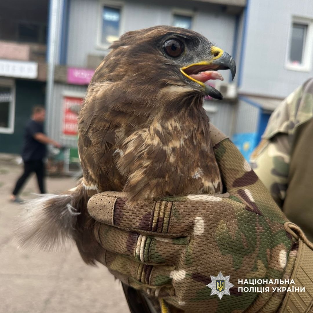 Полицейский спас подбитую птицу на прифронтовой территории Харьковщины. Фото: Нацполиция