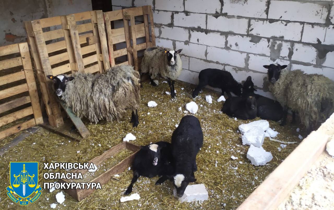 Ударный беспилотник атаковал приют для эвакуированных животных в Харьковской области. Фото: Харьковская облпрокуратура