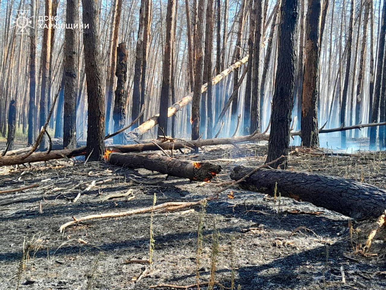 Харківщина у вогні: лісові пожежі охопили два райони області. Фото: ДСНС