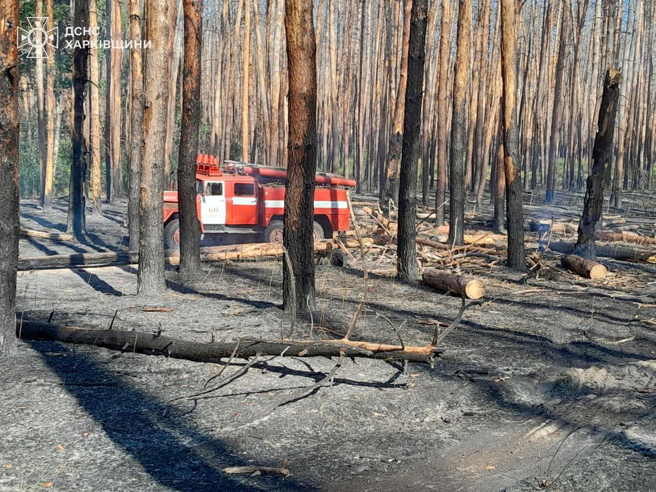 Харківщина у вогні: лісові пожежі охопили два райони області. Фото: ДСНС