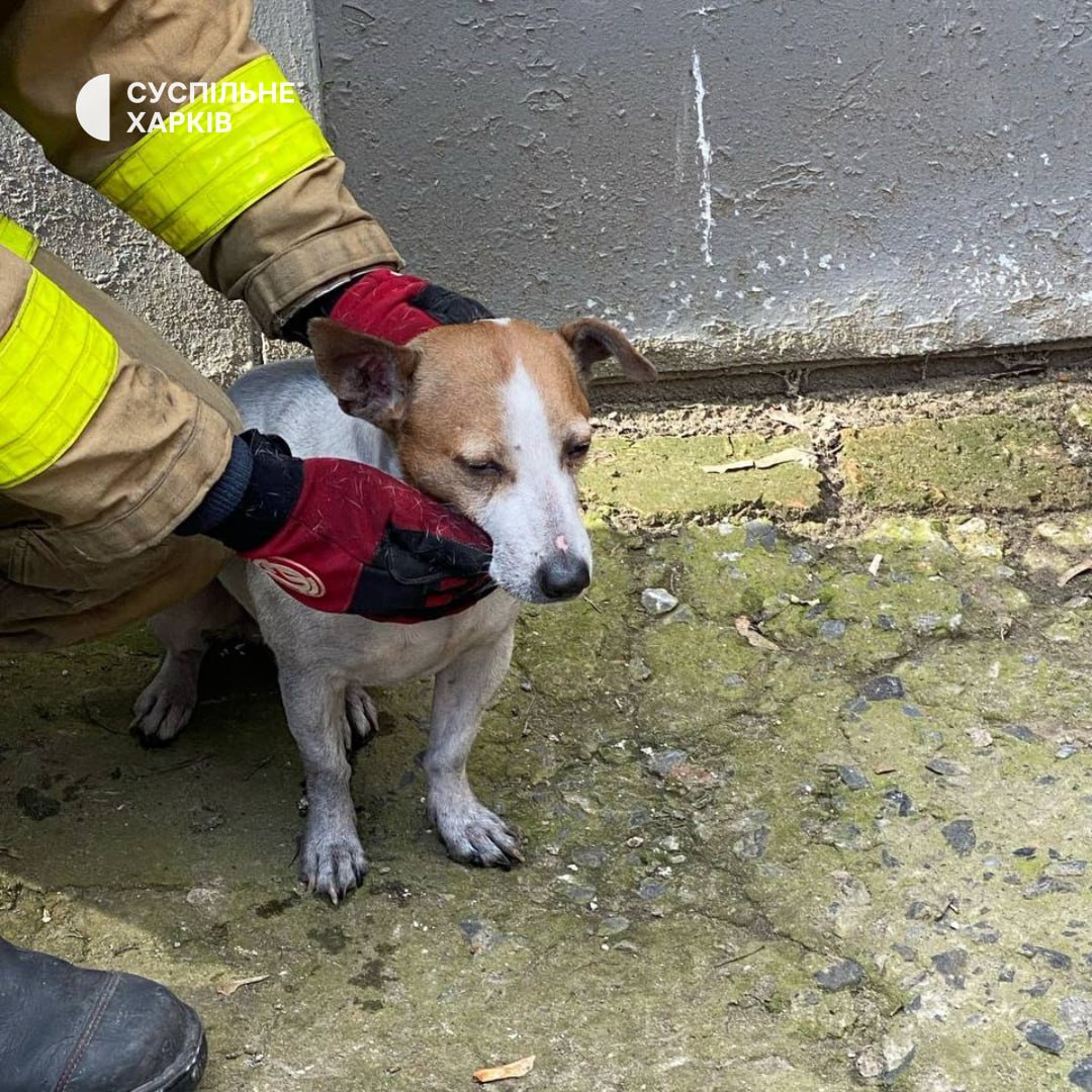 В Харькове из горящей квартиры спасены мужчина и собака. Фото: Богдан Гладких