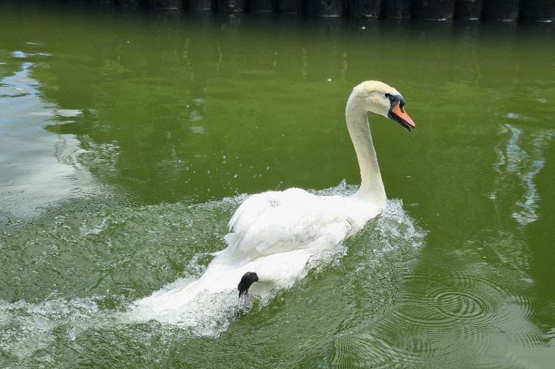 Фото: Пресслужба Центрального парку 