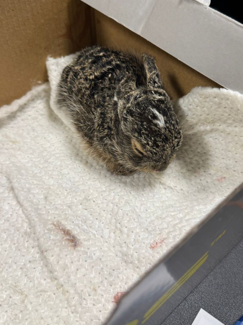 В Центральном парке спасли зайчонка от нападения сороки. Фото: Центральный парк