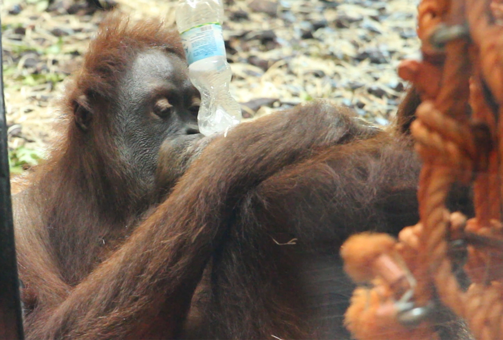 Фото: zoo.kharkov.ua