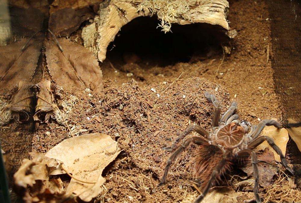 Фото: Харьковский зоопарк