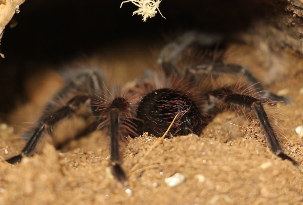 Фото: Харьковский зоопарк