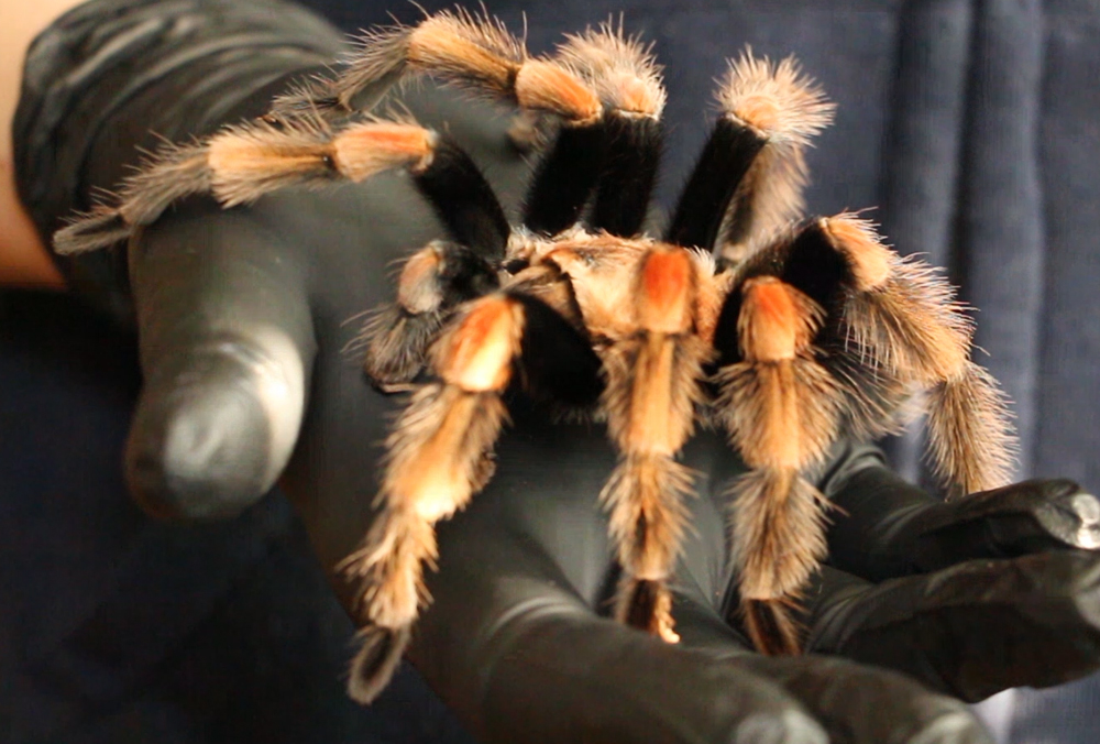 Фото: Харьковский зоопарк