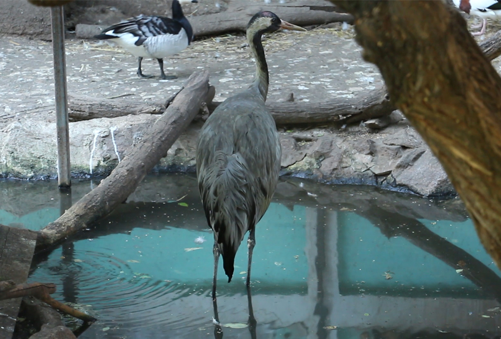 Фото: zoo.kharkov.ua