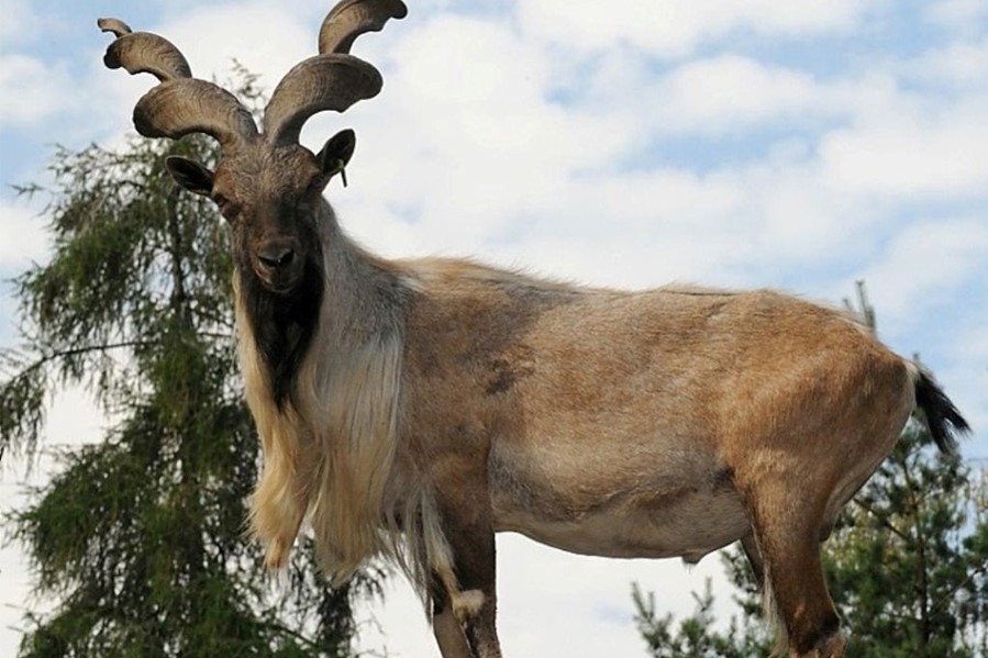 Фото: zoo.kharkov.ua