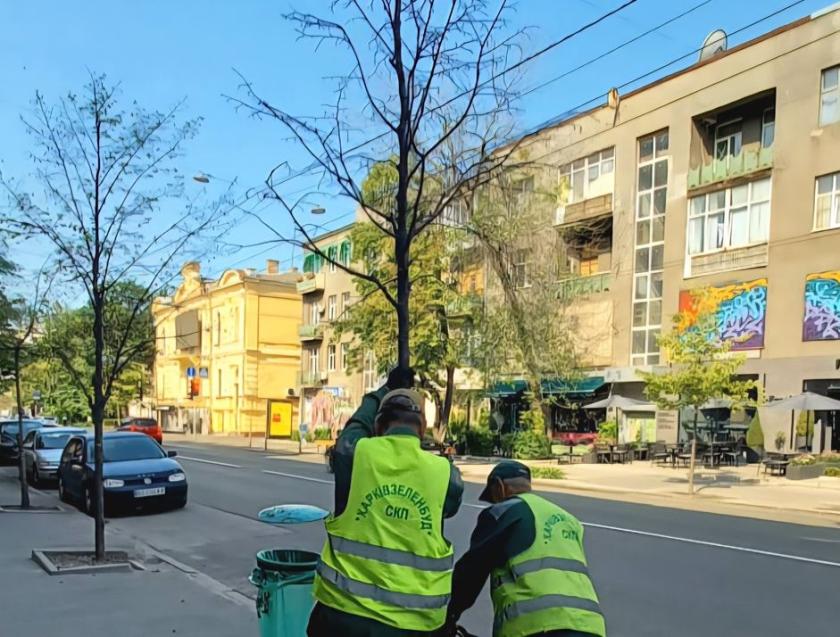 Посохшие липы на Сумской. Фото: 