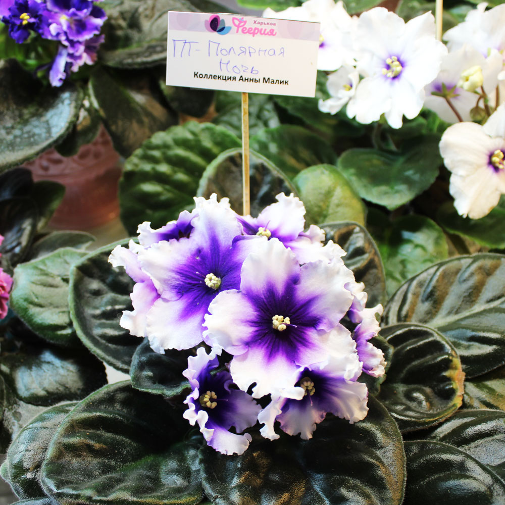 Выставка фиалок: фото 4