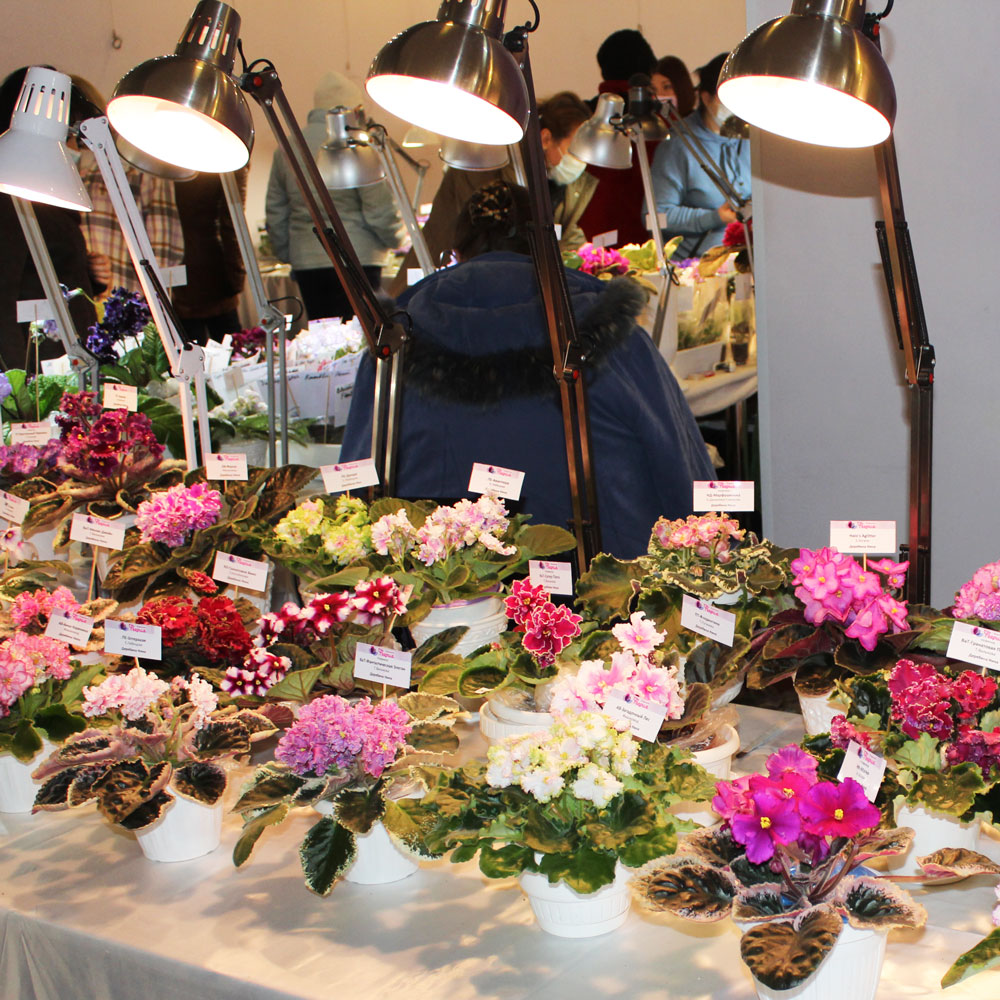 Выставка фиалок: фото 1