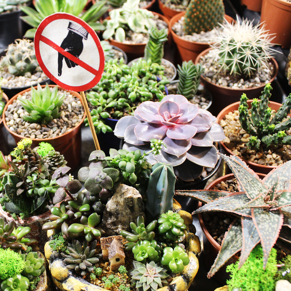 Выставка фиалок: фото 5