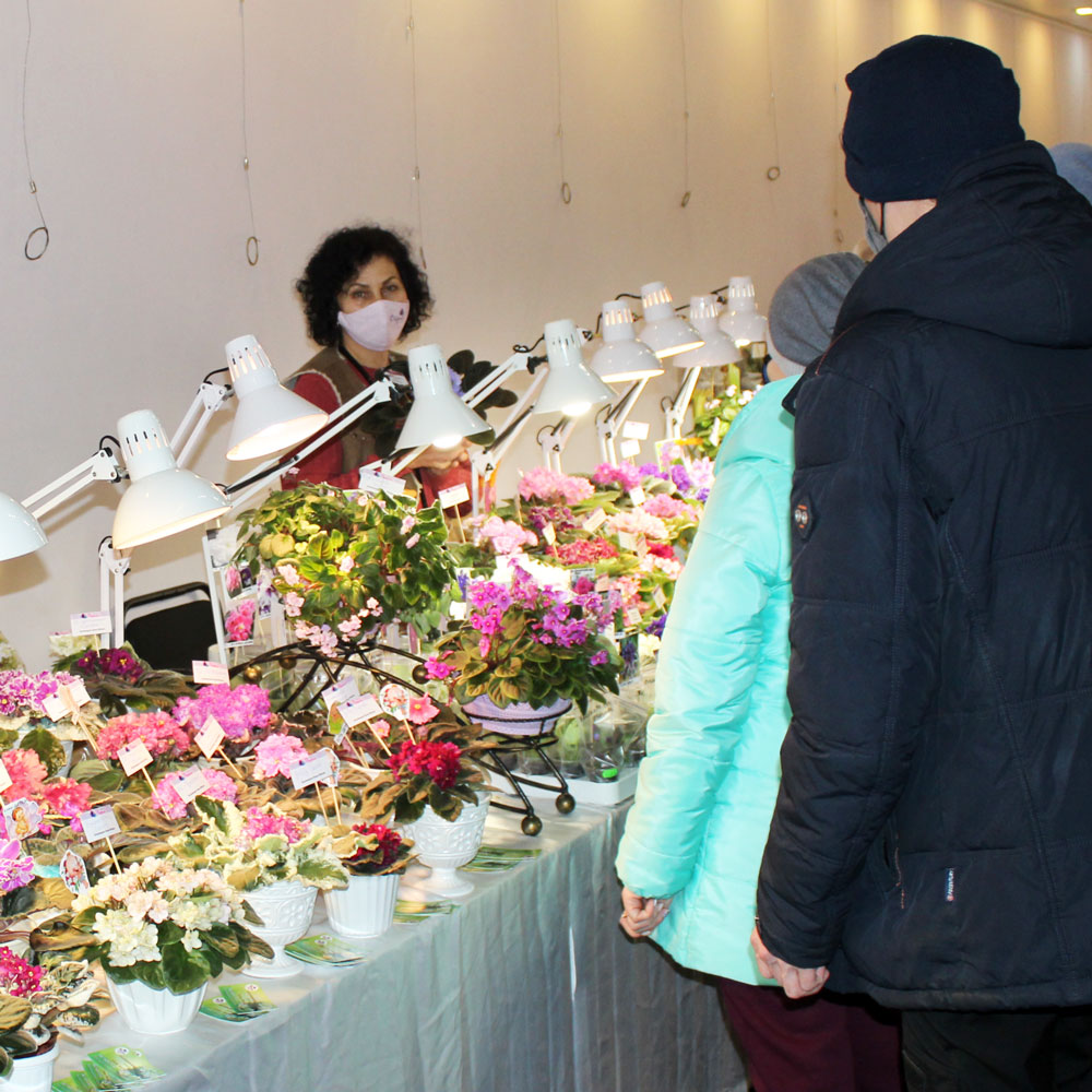 Выставка фиалок: фото 3