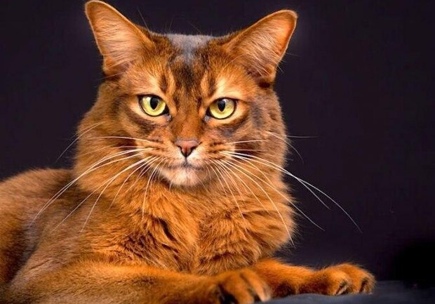 Выставка кошек в СК "Локомотив" 