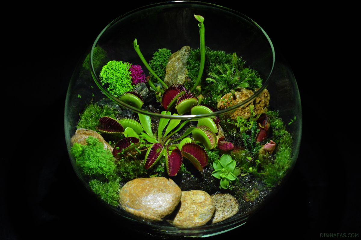 Выставка фиалок, экзотических и хищных растений