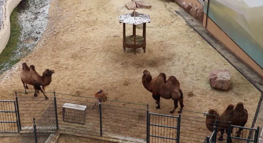 Выходные в Харьковском зоопарке.