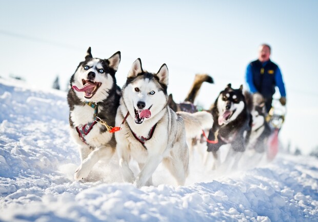 В Харькове продет Winter Dog Fest.