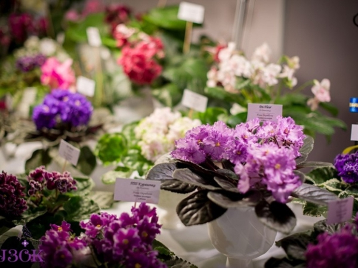 Kharkiv music fest, Жадан и собаки, выставка фиалок: какие мероприятия пройдут в Харькове на этой неделе фото 4 3