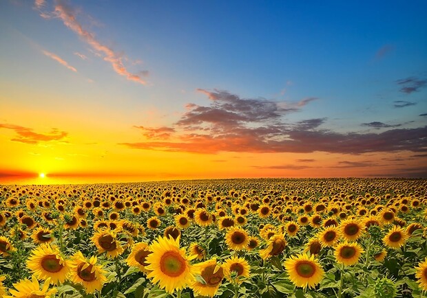 Куда пойти на День города и День Независимости в Харькове: афиша мероприятий фото 20 19