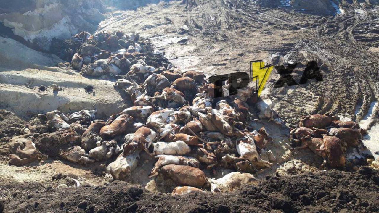 Сотні корів загинули: під Харковом зруйновано ферму молочного комбінату "Агромол" фото 1