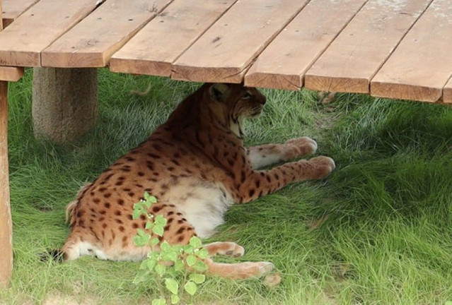 Полярный волк, три рыси, горные гуси: на локации "Тропа тигра в зоопарке" — новые жители фото 1