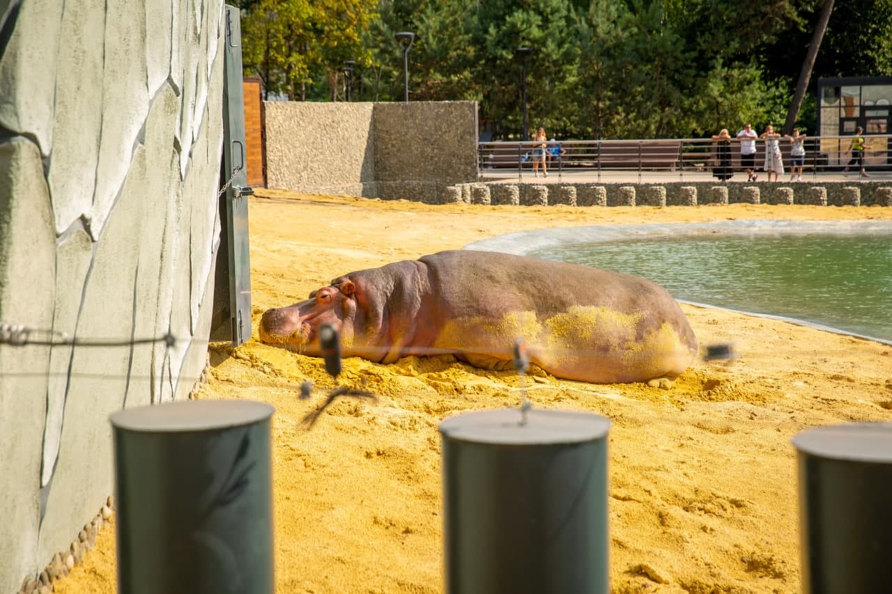 Смотри фото и видео: в Харькове открыли зоопарк после реконструкции фото 18 17