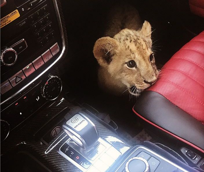 По Харькову ездит лев: стало известно, кто хозяин хищника  фото 3 2