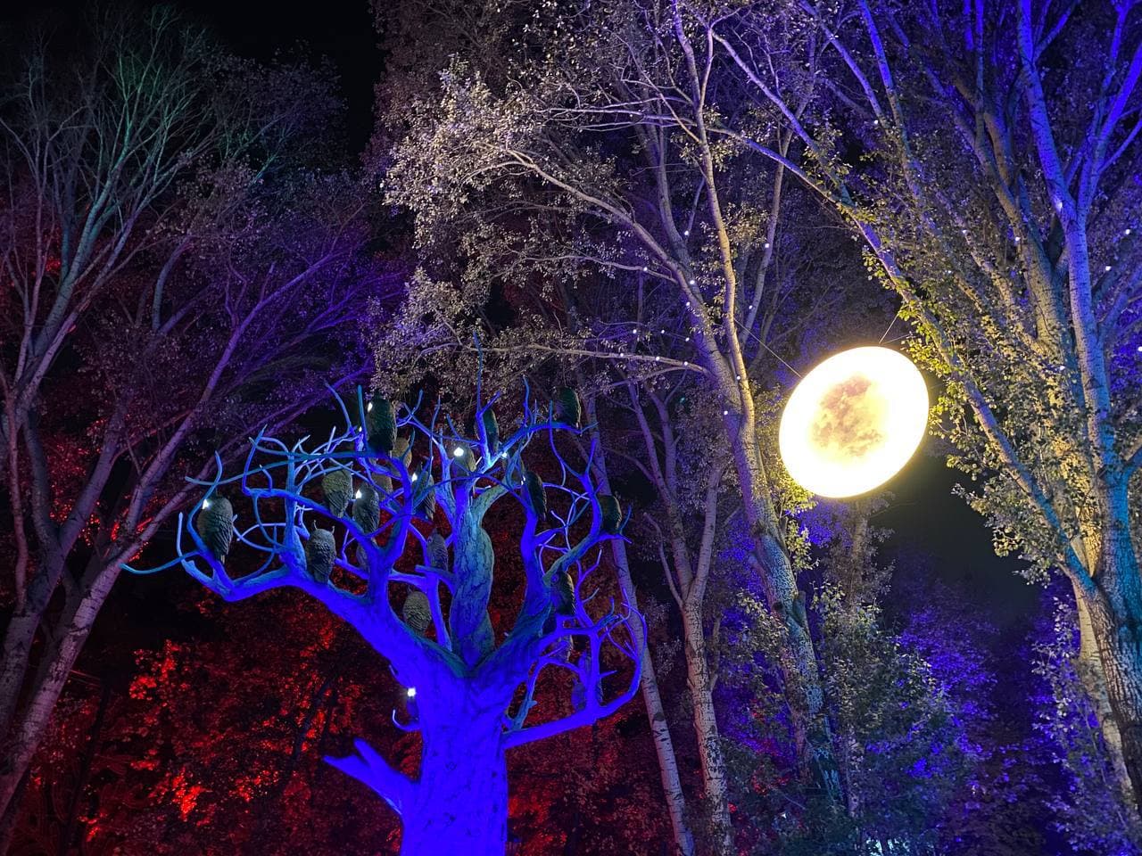 Магия света и творчество: возле "Металлиста" открылось креативное пространство "фэнтези-парк" фото 1