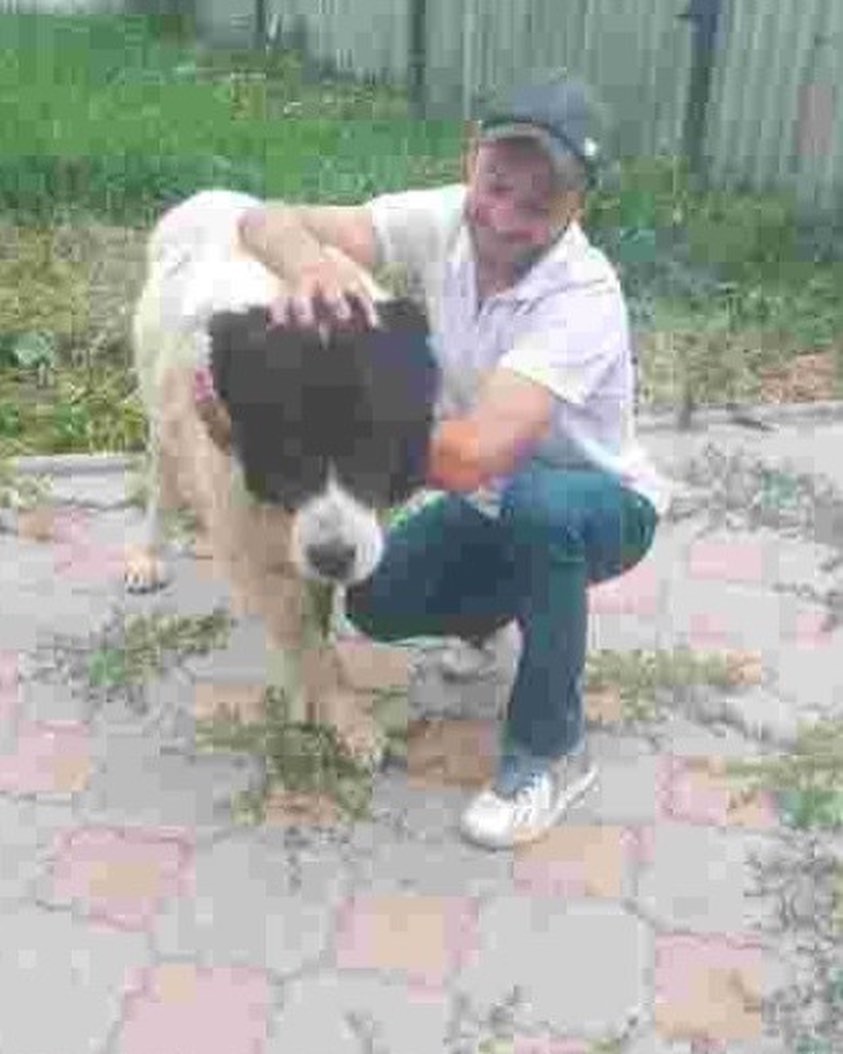 Алабай, який загубився під Харковом, повернувся до родини