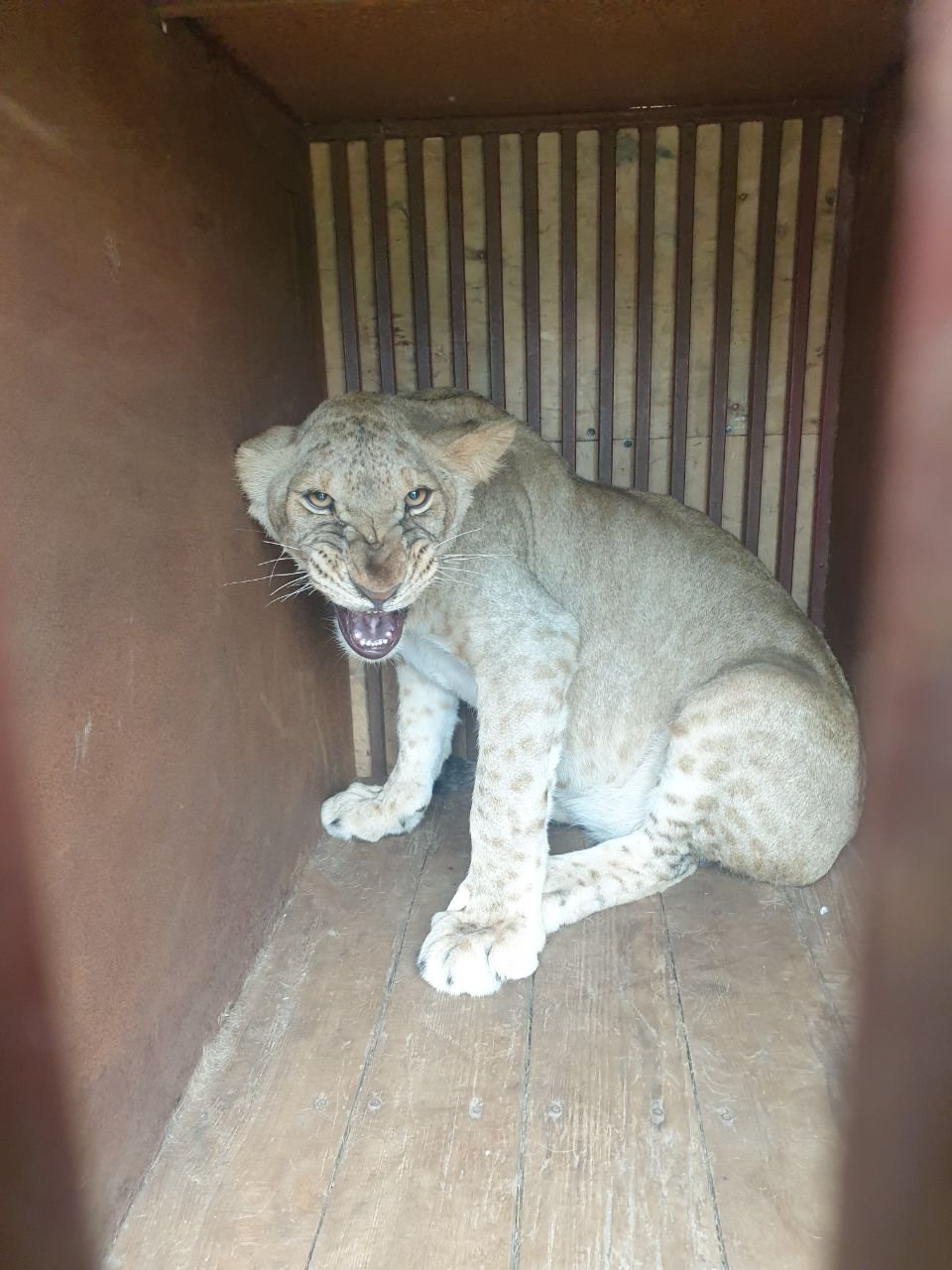Під Харковом зловили і евакуювали левицю, що втекла від господаря